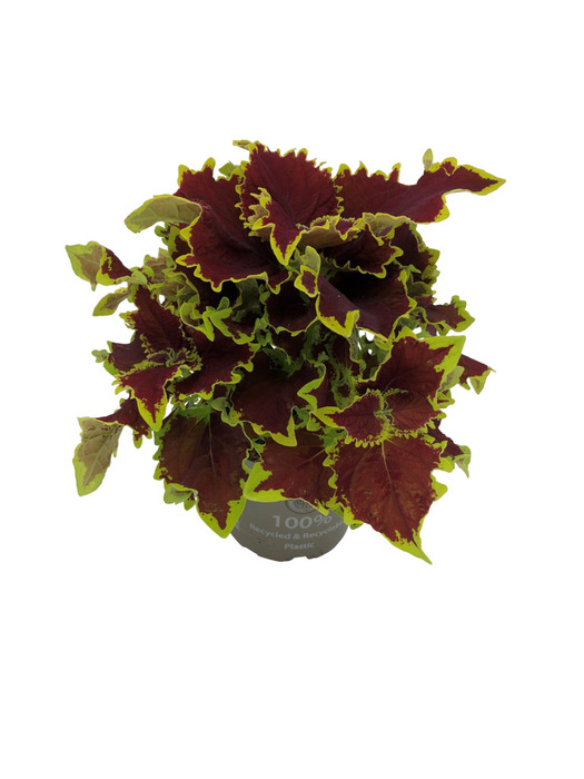 Paletblad 'Coleus' 12 cm potte